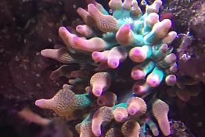 Bulb Anemone Thumbnail