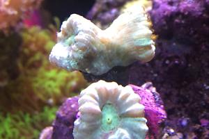 Candy Cane Coral Thumbnail