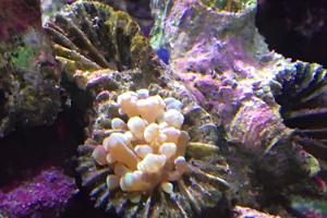 Frogspawn Coral - Branched Thumbnail