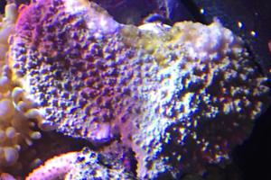 Branching Montipora Thumbnail