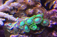 Merry Christmas(Zoanthid) Thumbnail