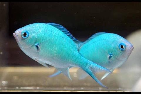 Blue Chromis / Chromis cyanea 406