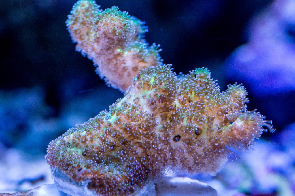 Yellow Plate/Finger Coral / Porites lichen 9