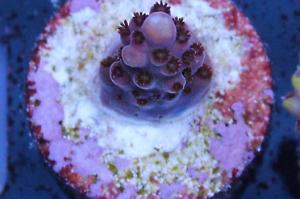 Acropora Coral