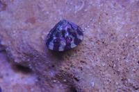 Banded Trochus Snail Thumbnail