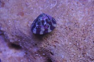 Banded Trochus Snail