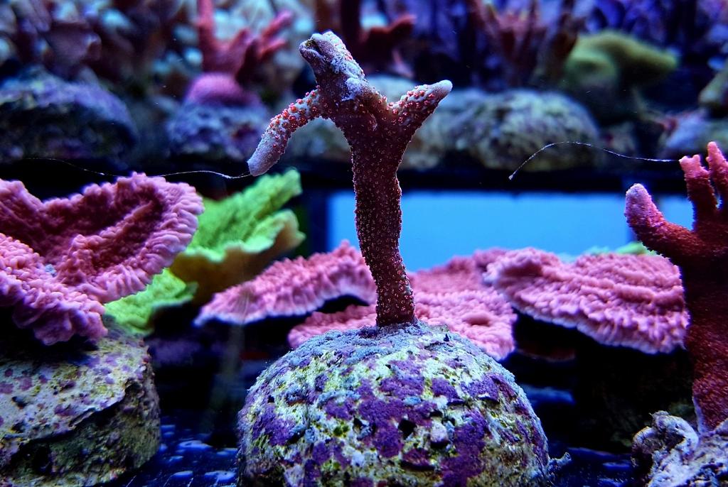 Branched Montipora Coral (Red)