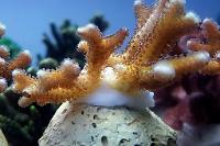 Seriatopora Coral Thumbnail