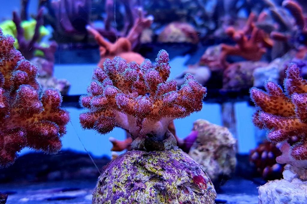 Pocillopora Cauliflower Coral / Pocillopora damicornis 113