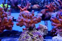 Pocillopora Cauliflower Coral Purple Thumbnail