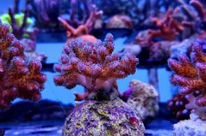 Pocillopora Cauliflower Coral Thumbnail