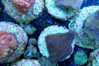 Mdntipora Yellow Coral Thumbnail