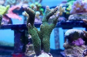 Branched Montipora Coral (Green)