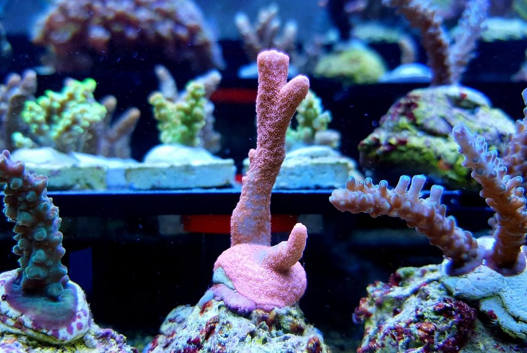 Branched Montipora Coral (Pink)