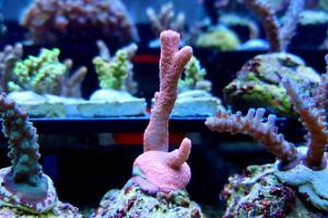 Branched Montipora Coral (Pink)