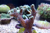 Pocillopora elegans Thumbnail