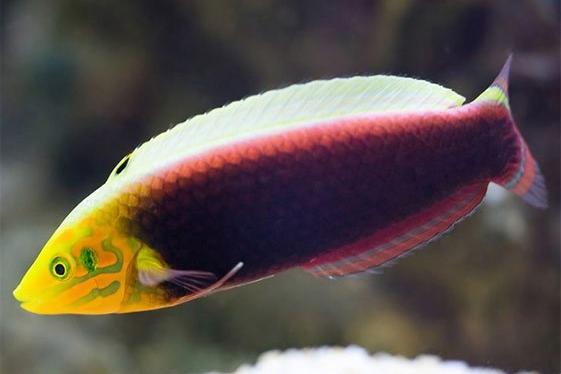 Radiant Wrasse / Halichoeres iridis 41