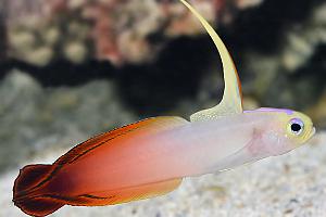 Red Firefish Goby