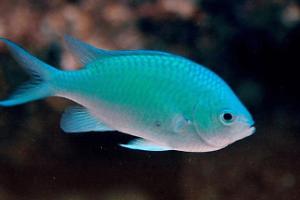 Blue Green Chromis Thumbnail