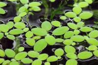 Water Lettuce  Thumbnail