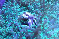 Porcelain Anemone Crab Thumbnail