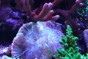 Folded Brain Coral Rainbow Thumbnail