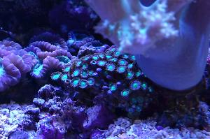 Eagle Eye Zoanthid Toxic Green Thumbnail