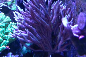 Birdsnest Coral Thumbnail