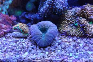 Lobophyllia Brain Coral Pink Blue Thumbnail