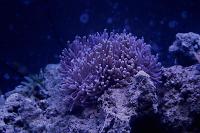 Ritteri Anemone Thumbnail