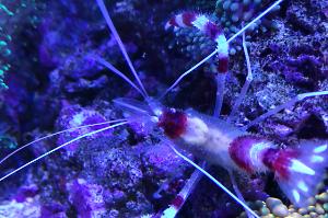 Banded Coral Shrimp Thumbnail