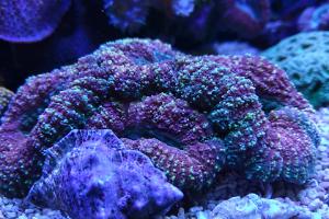 Lobophyllia Brain Coral Dark Violet Thumbnail