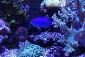 Blue Damselfish Thumbnail