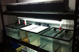 Clownfish Breeding and Growout System Thumbnail