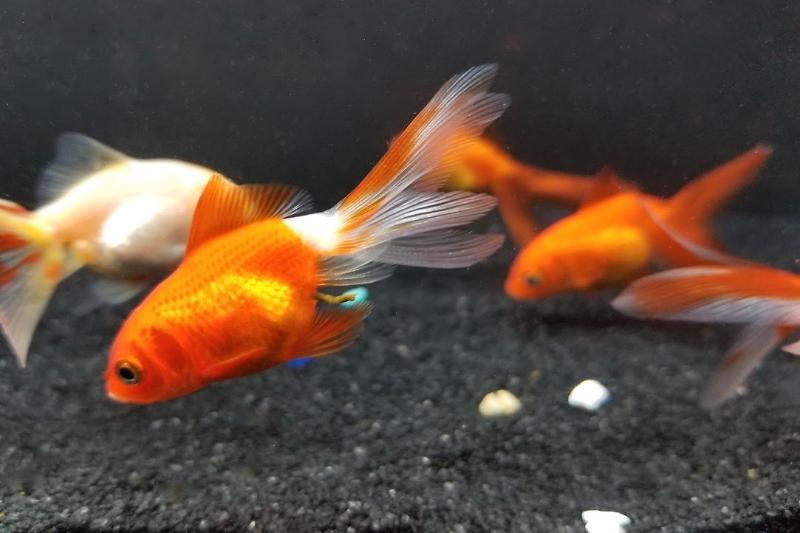 Goldfish 2.0 Thumbnail