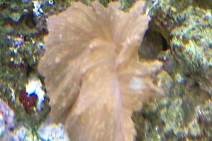 Cabbage Leather Coral Thumbnail