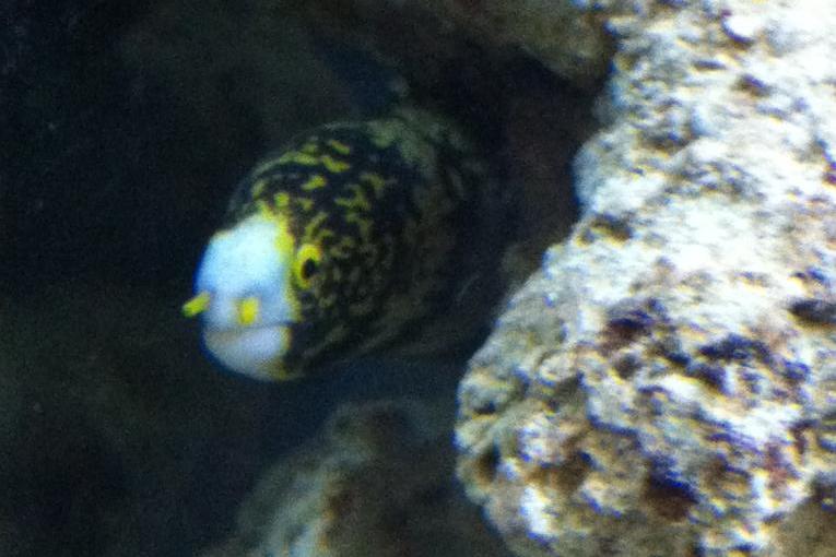 Snowflake Eel / Echidna nebulosa 148