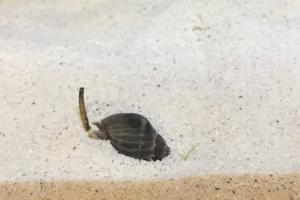 Snail Thumbnail