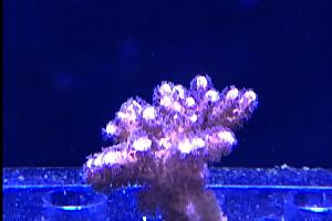 Pink Pocillopora Thumbnail