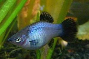 Blue Wag Platy Thumbnail