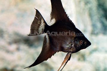 Black Angel / Pterophyllum sp var Black 30