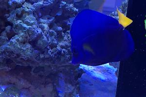 Purple Tang Thumbnail