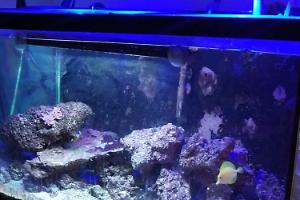 Wavefront 100 gallon aquarium  Thumbnail