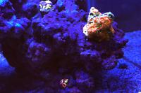 Fire and Ice Zoanthids Thumbnail