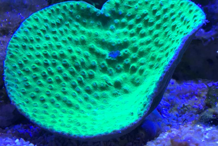 Pagoda Cup Coral