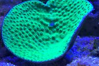 Pagoda Cup Coral Thumbnail