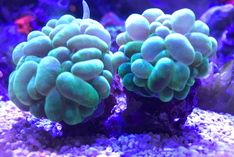 Green Burble Coral