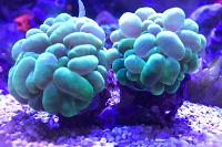 Green Burble Coral Thumbnail