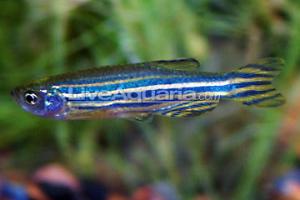 Zebra Danio Thumbnail