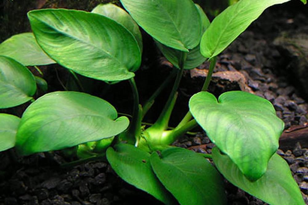 Anubias Barteri v.Nana / Anubias barteri var nana 559